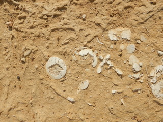 Fototapeta na wymiar Pieces of fossils inside beige limestone texture.