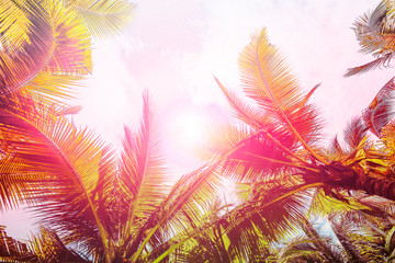 Fototapeta premium Coconut palm tree in tropical with vintage filter effect.