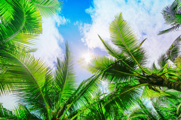 Fototapeta na wymiar Coconut trees or palm trees against blue sky background
