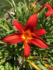 Obraz premium lily on green background