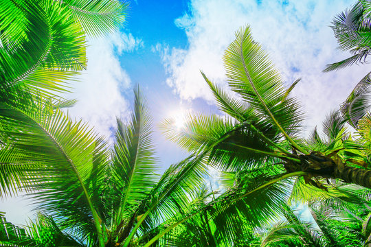 Coconut trees or palm trees against blue sky background
