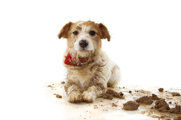 DIRTY DOG. FUNNY JACK RUSSELL PUPPY, LYING DOWN AFTER PLAY IN A MUD PUDDLE. ISOLATED SHOT AGAINST...