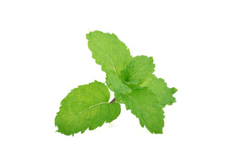 Mint leaves isolated on white background.