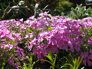 Fototapeta premium pink flowers in the garden