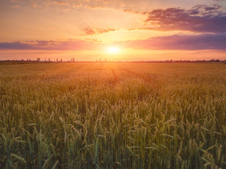 Fototapeta premium Field of rye at sunset light with ripe ears and beautiful colorful sky with sun, natural agricultural background