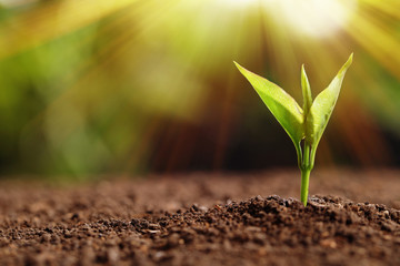 Young seedling in soil on blurred background, space for text