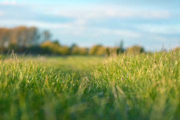 Beautiful idyllic outdoors meadow scene with selective focus on grass and blue sky in blurry...