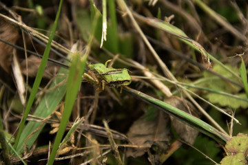 Japanese tree frog - Hyla japonica. It is called “Nihon amagaeru” in Japan.