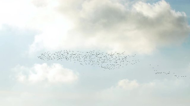 Flamingo flock of birds in Delta de l'Ebre, Spain