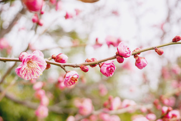 Beautiful and bright pink cherry blossoms blooming on tree brunch in Japanese garden and blurry background.