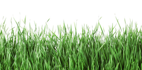 Beautiful vibrant green grass on white background