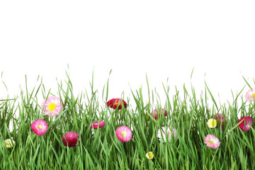 Vibrant green grass with beautiful flowers on white background
