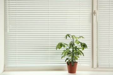 Beautiful potted plant on sill near window blinds, space for text