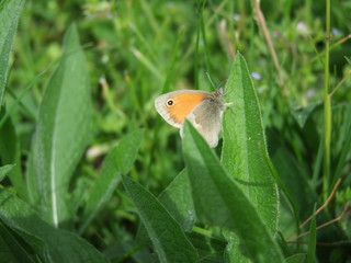 butterfly on leaf