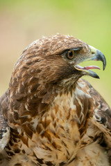 red-tailed hawk or Buteo jamaicensis close-up portrait