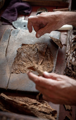 Cigar rolling or making by torcedor in cuba