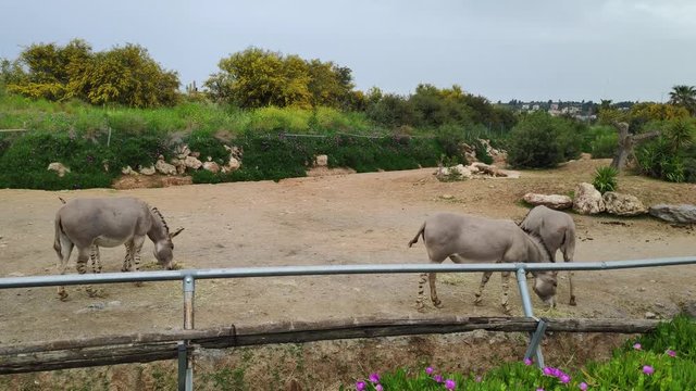 Cute zonkey family is peacefully eating outdoors. A zebroid is the offspring of any cross between a zebra and any other equine essentially, a zebra hybrid.