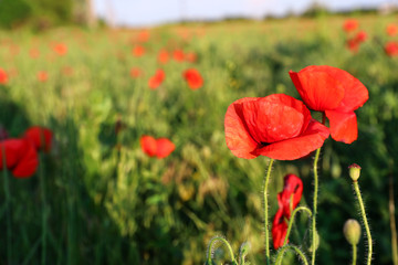 Beautiful blooming red poppy flowers in field on sunny day. Space for text
