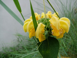bouquet of yellow tulips on green background