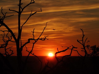 sunset in the forest