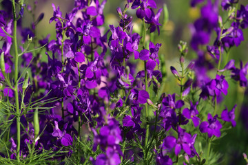 Fototapeta premium Beautiful wild flowers outdoors on sunny day. Amazing nature in summer