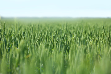 Wheat field on sunny day. Amazing nature in  summer