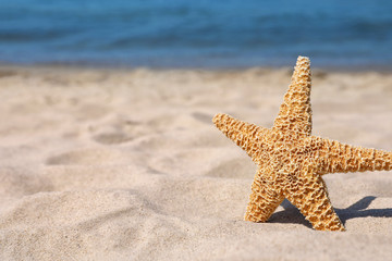 Starfish at sandy beach on sunny day. Space for text