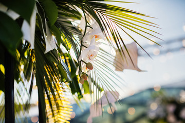Orchids in the wedding decoration