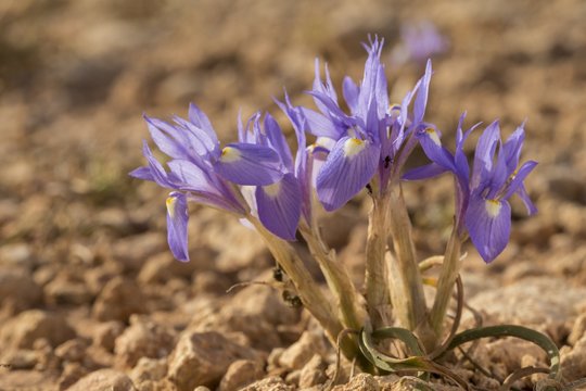 Barbary nut iris, Moraea sisyrinchium