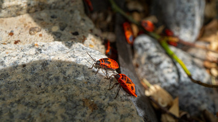 Käfer