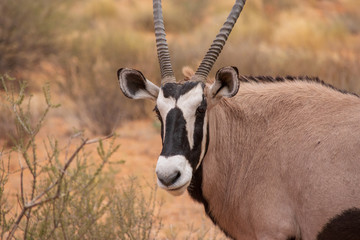 Oryx Close-up