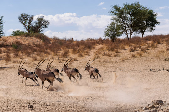 Running Oryx Herd
