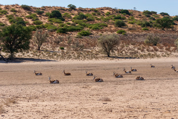 Lazy Springbok