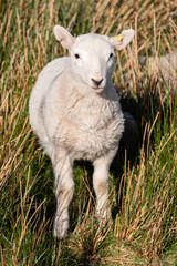 Naklejka na ściany i meble Sheep in the Brecon Beacons 