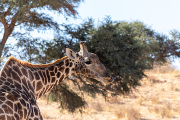 Giraffe after a tasty leaf
