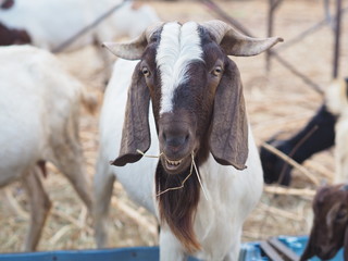 Goat in farm