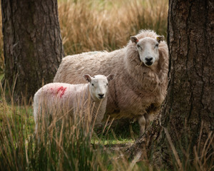 Sheep in the Brecon Beacons 