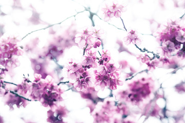Blurred of cherry blossom or sakura flowers with pastel colored gradient for background