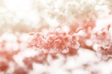Blurred of cherry blossom or sakura flowers with pastel colored gradient for background