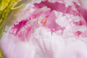  peony or paeony pink flower in water with bubbles behind glass