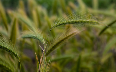 Meadow Barley (Hordeum secalinum) European wild grass close up.