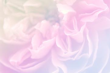 Unfocused blur rose petals in pastel tone for background