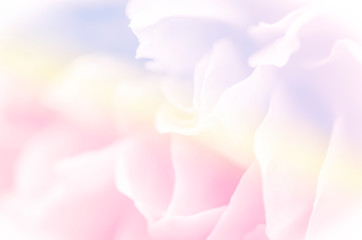 Fototapeta na wymiar Unfocused blur rose petals in pastel tone for background