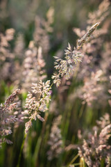 European wild grass meadow close up backlit by the sun.