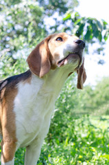 A young beagle dog stands looking away.