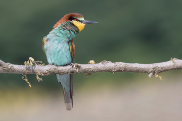 Wonderful portrait of European bee eater (Merops apiaster)
