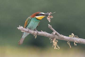 Bee eater kills a butterfly (Merops apiaster)