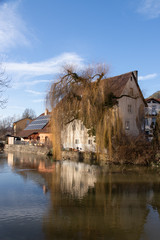 Willow Along the Neckar River
