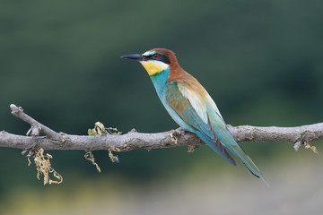 Wonderful portrait of European bee eater (Merops apiaster)