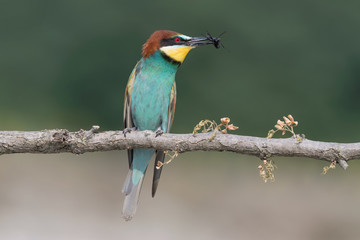 The European bee eater kills a wasp (Merops apiaster)